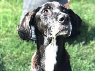 Adozione cane, maschio, meticcio, 8 anni  e 5 mesi , taglia media, Latina