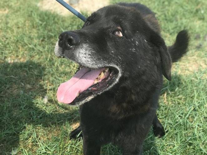 Adotta un cane, femmina, 9 anni  e 9 mesi , Latina