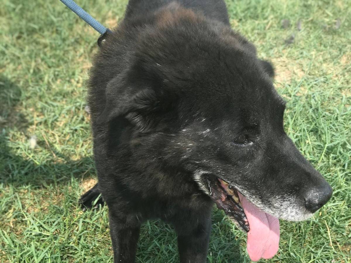 Adotta un cane, taglia media, femmina, Latina