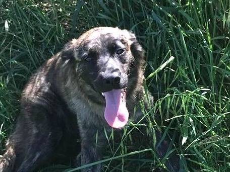 Adotta un cane, femmina, 1 anno e 8 mesi , Latina