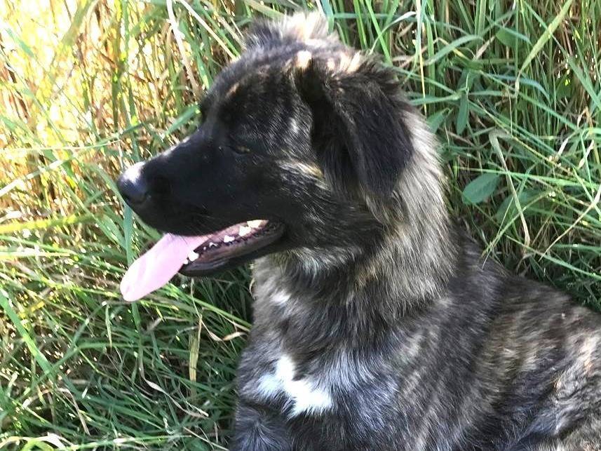 Adotta un cane, taglia media, femmina, Latina