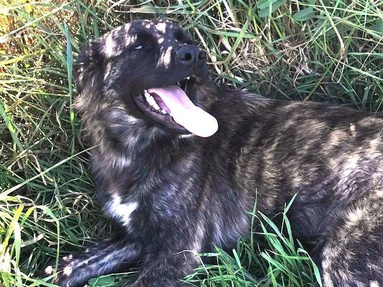 Vuoi adottare un cane a Latina?
