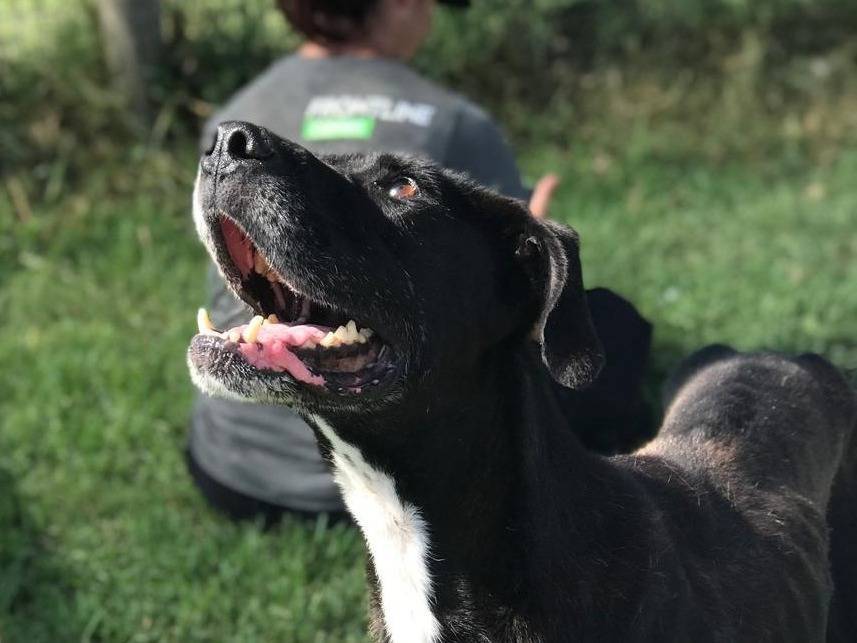 Adotta un cane, maschio, 8 anni  e 5 mesi , Latina