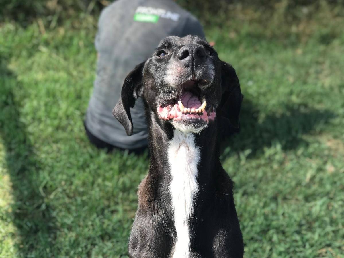 Adotta un cane, taglia media, maschio, Latina
