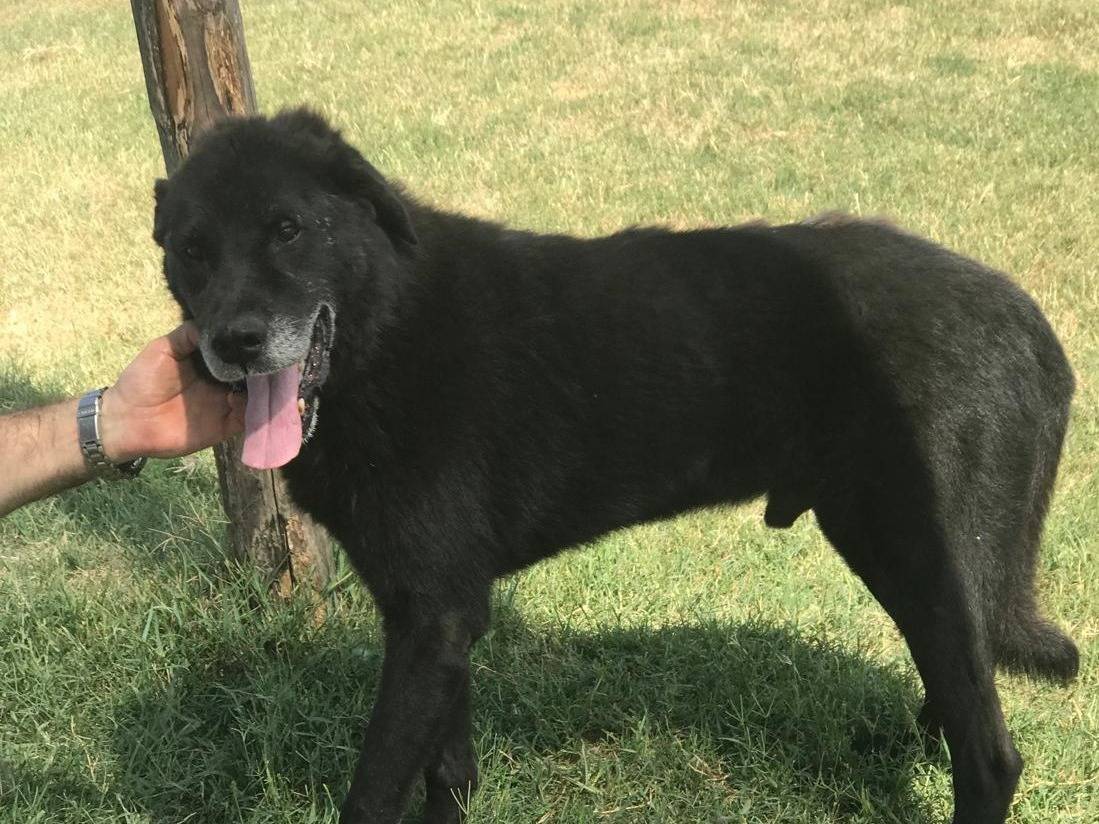 Vuoi adottare un cane a Latina?