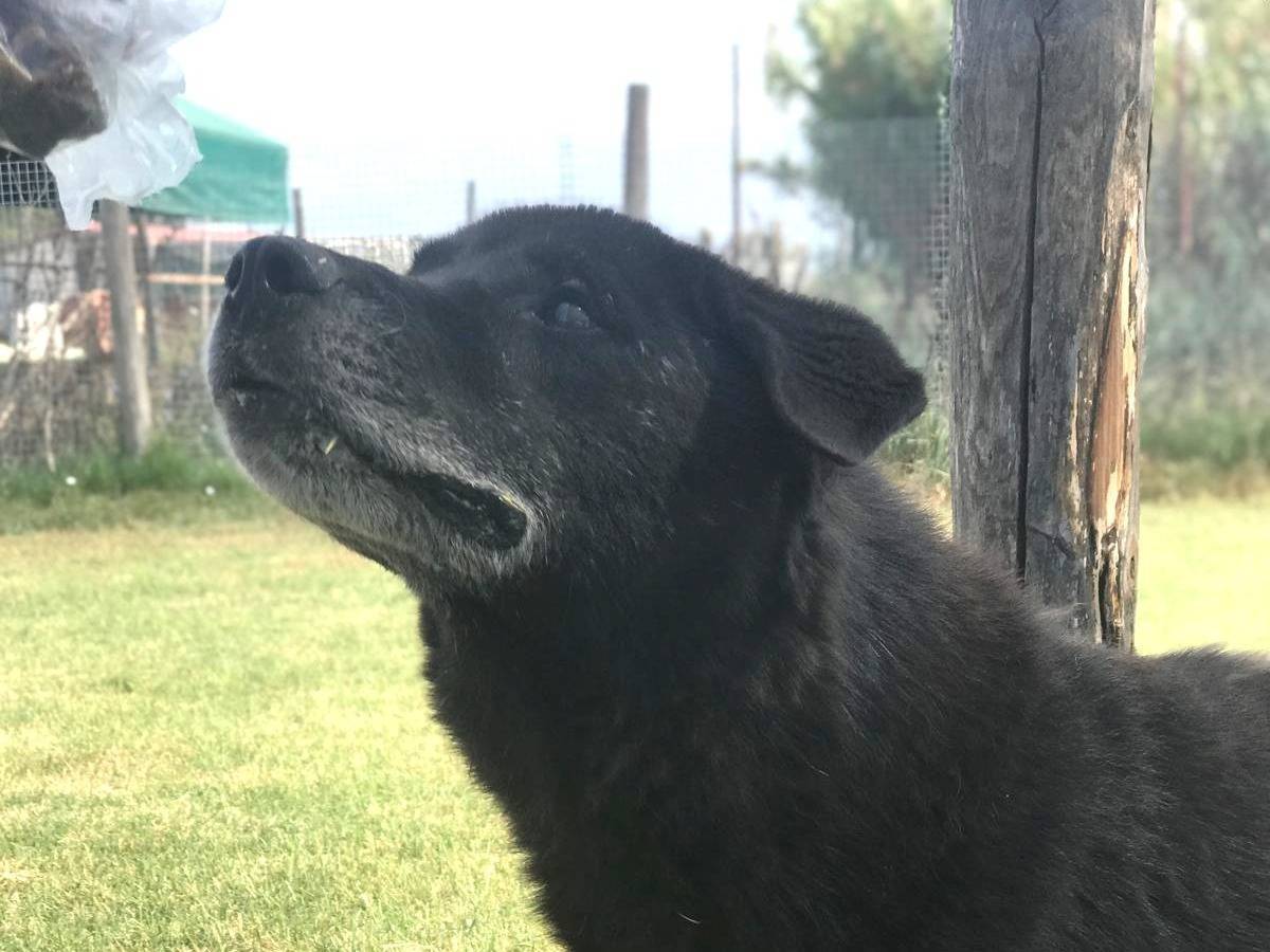 Adotta il cane Pece a Latina