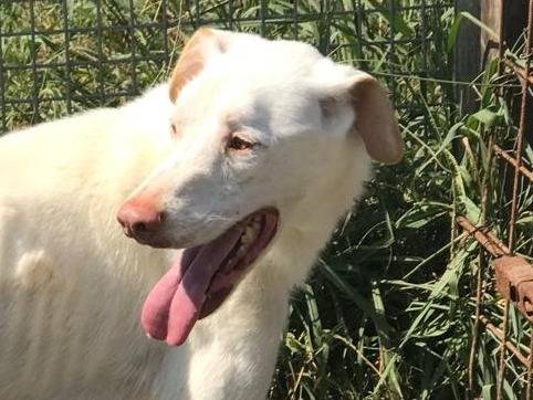 Adotta un cane, taglia grande, maschio, Latina