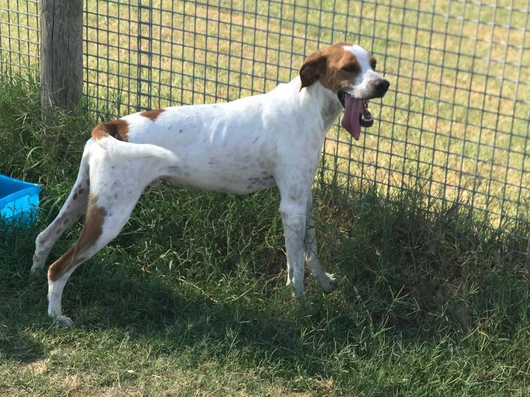 Adotta un cane, maschio, 3 anni e 7 mesi, Latina