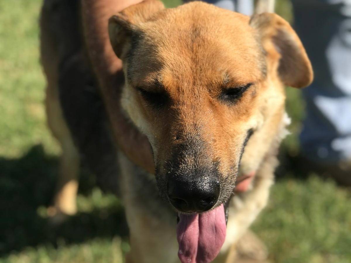 Adotta un cane, femmina, 6 anni  e 4 mesi , Latina