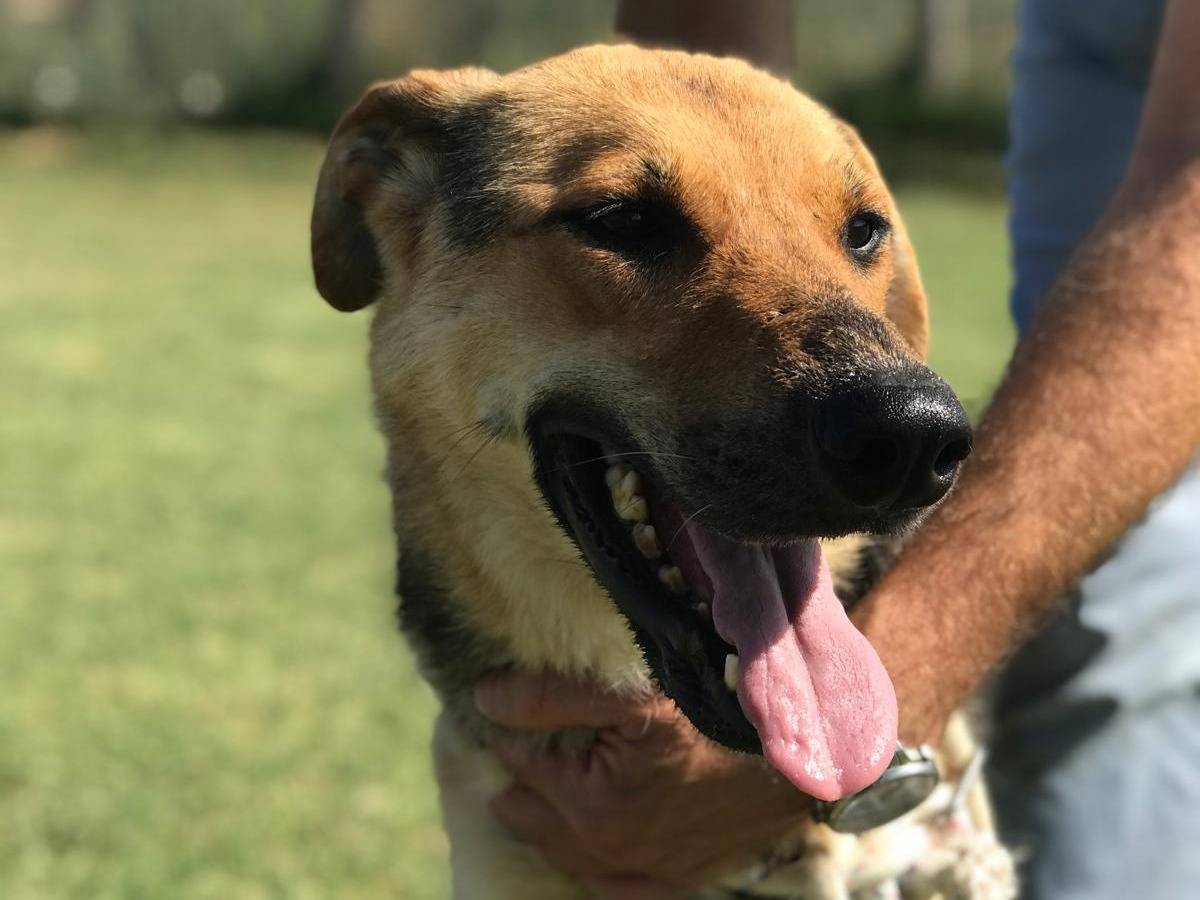 Vuoi adottare un cane a Latina?