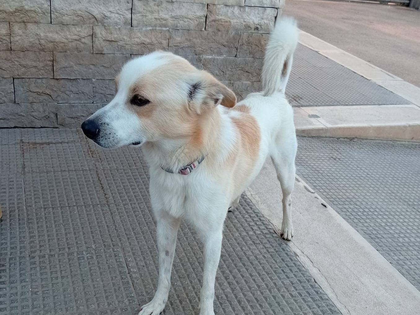 Adotta un cane, maschio, 1 anno e 9 mesi , Barletta