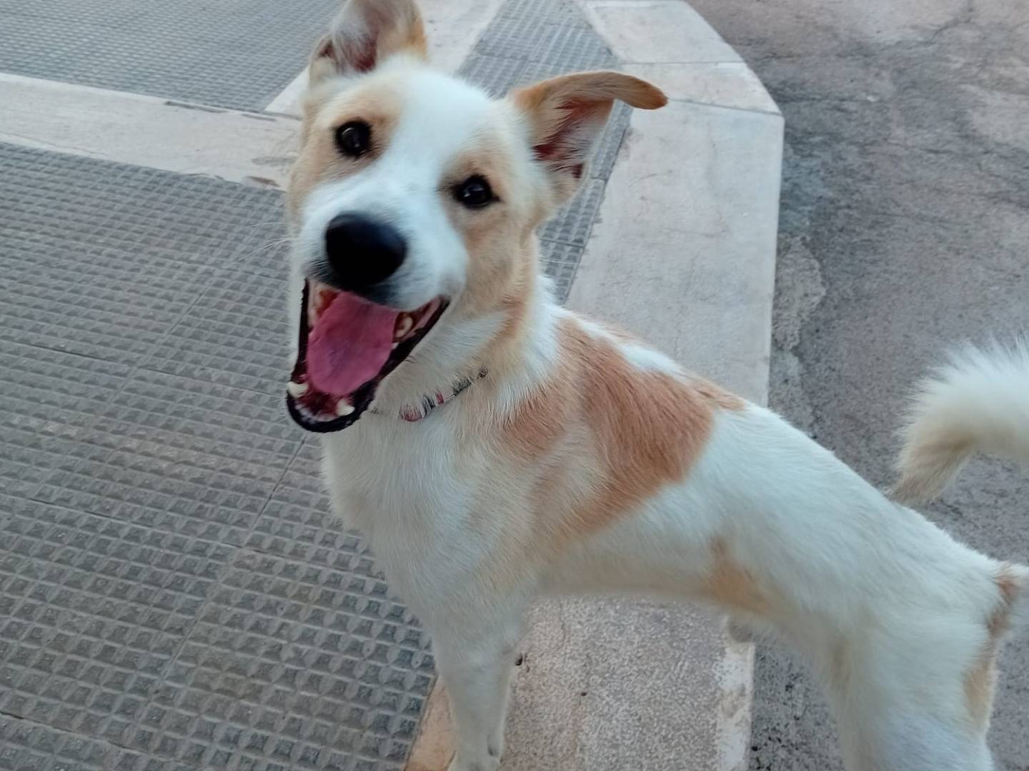 Adotta un cane, taglia media contenuta, maschio, Barletta