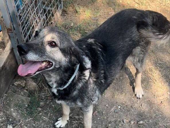 Adotta un cane, taglia media, femmina, Crotone