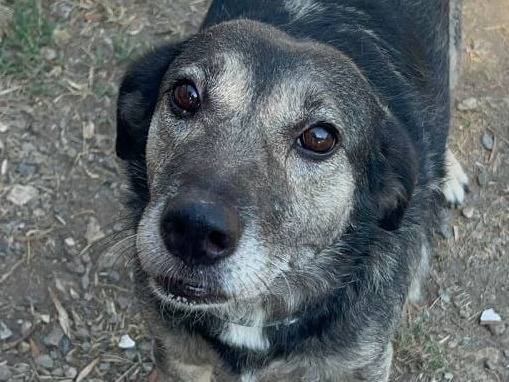 Vuoi adottare un cane a Crotone?