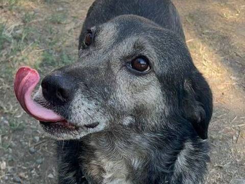 Adotta il cane MOLLY a Crotone