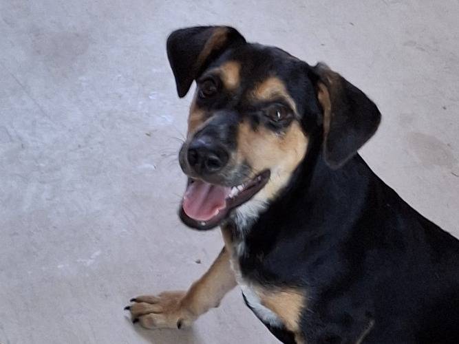 Vuoi adottare un cane a Crotone?