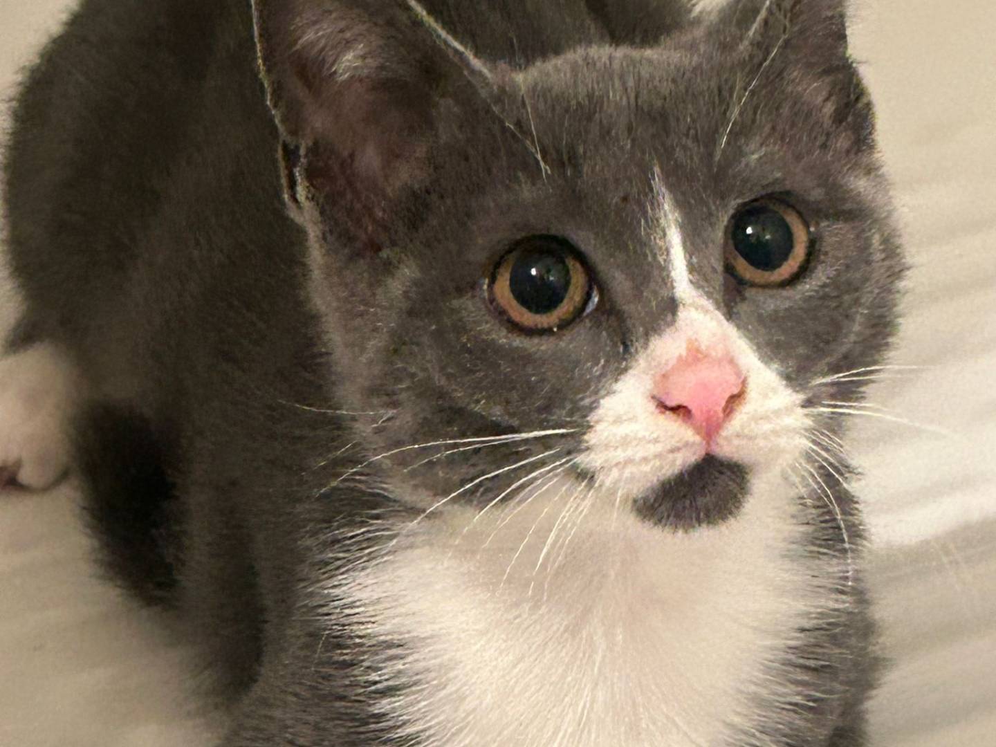 Adozione gatto, femmina, meticcio, 1 anno e 11 mesi, taglia non valida, Bari