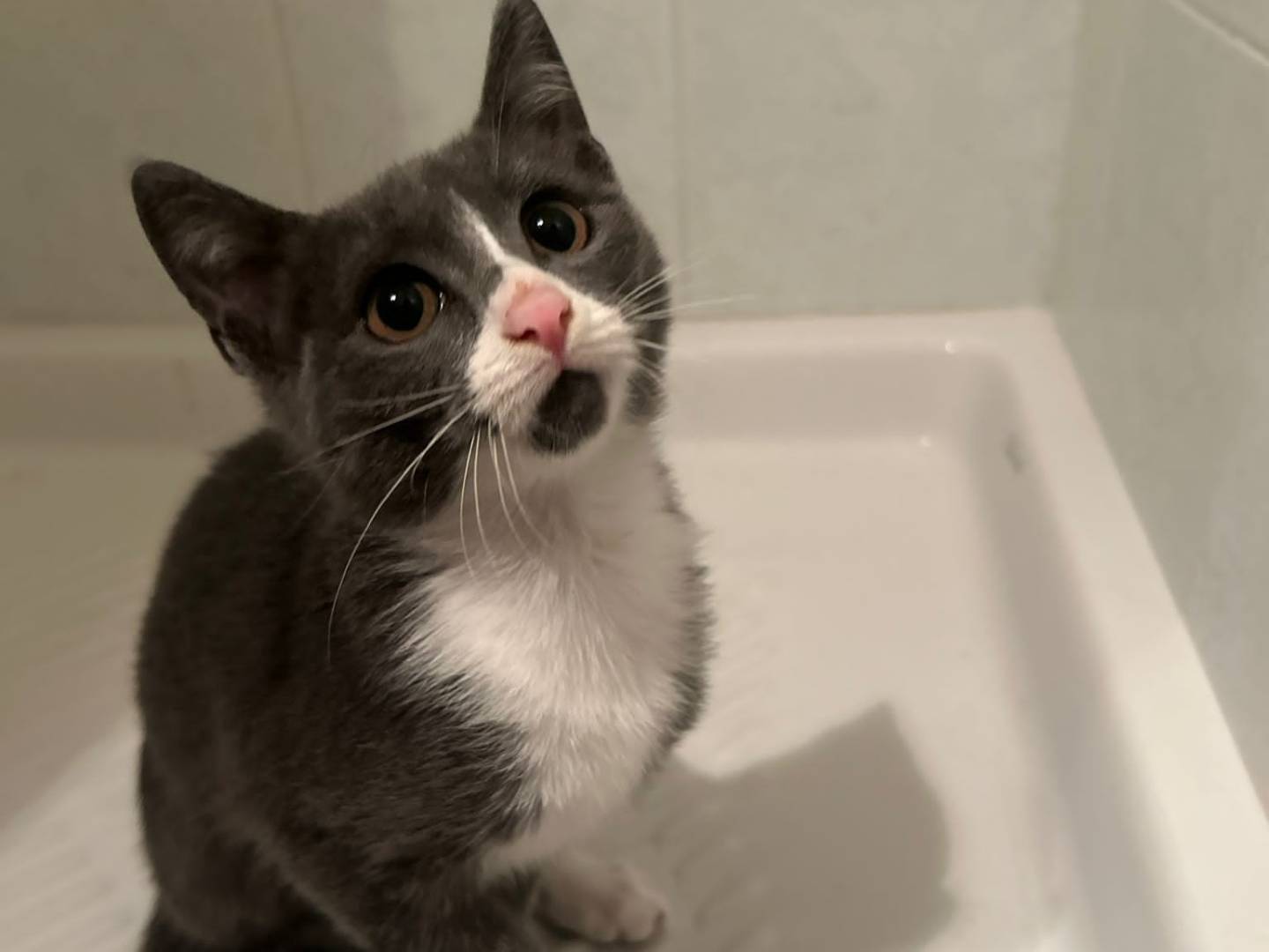 Adotta un gatto, femmina, 1 anno e 11 mesi, Bari