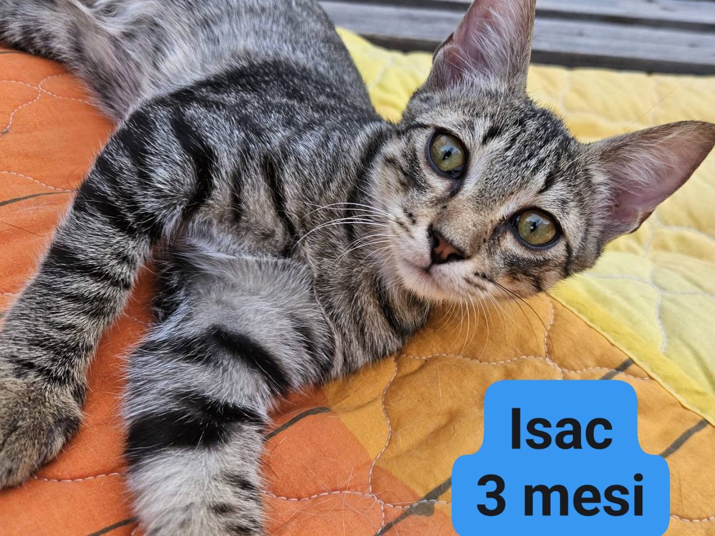 Adozione gatto, maschio, meticcio, 1 anno e 11 mesi, taglia non valida, Bari