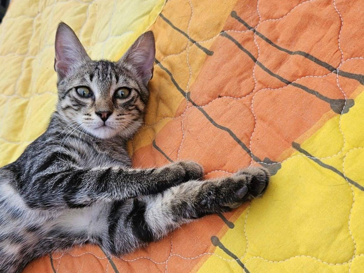 Adotta un gatto, maschio, 1 anno e 11 mesi, Bari