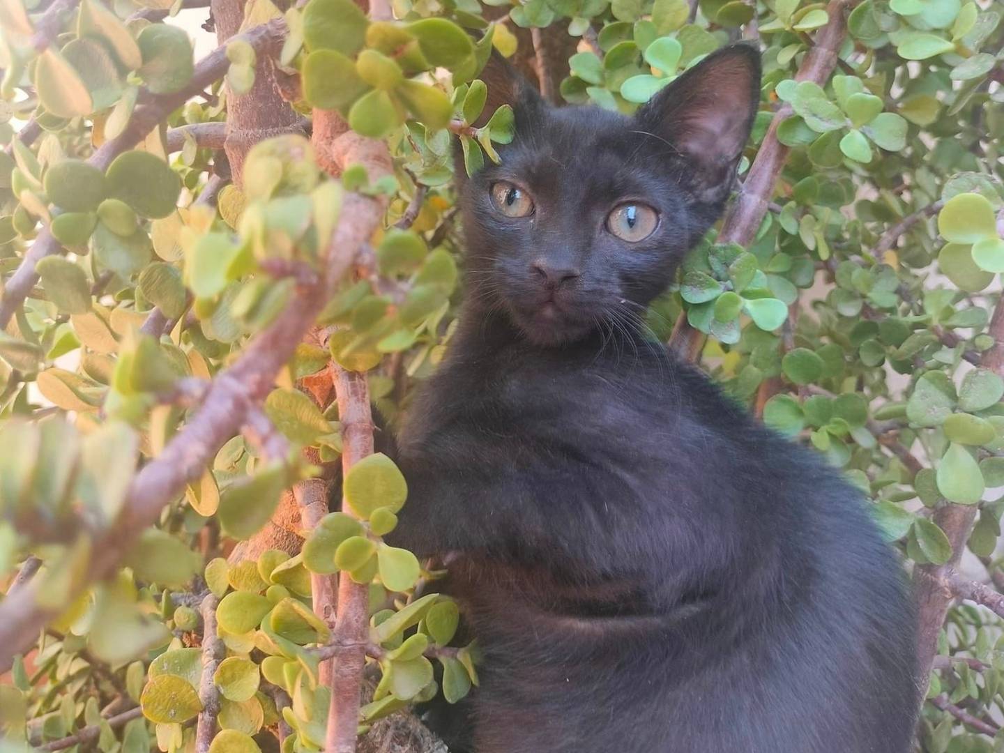 Adozione gatto, maschio, meticcio, 1 anno e 10 mesi, taglia non valida, Bari