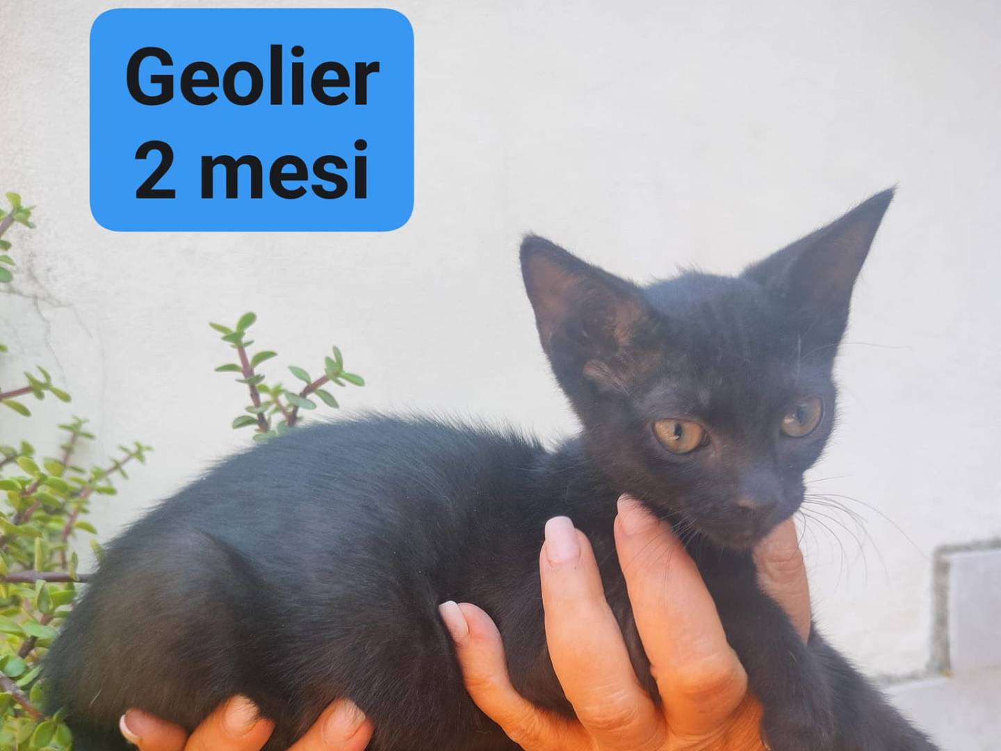 Adotta un gatto, maschio, 1 anno e 10 mesi, Bari