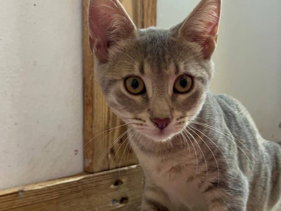 Adozione gatto, femmina, meticcio, 1 anno e 11 mesi, taglia non valida, Bari