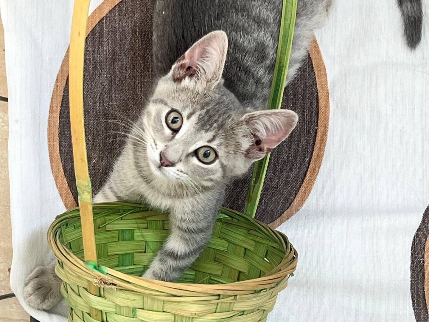 Adotta un gatto, femmina, 1 anno e 11 mesi, Bari