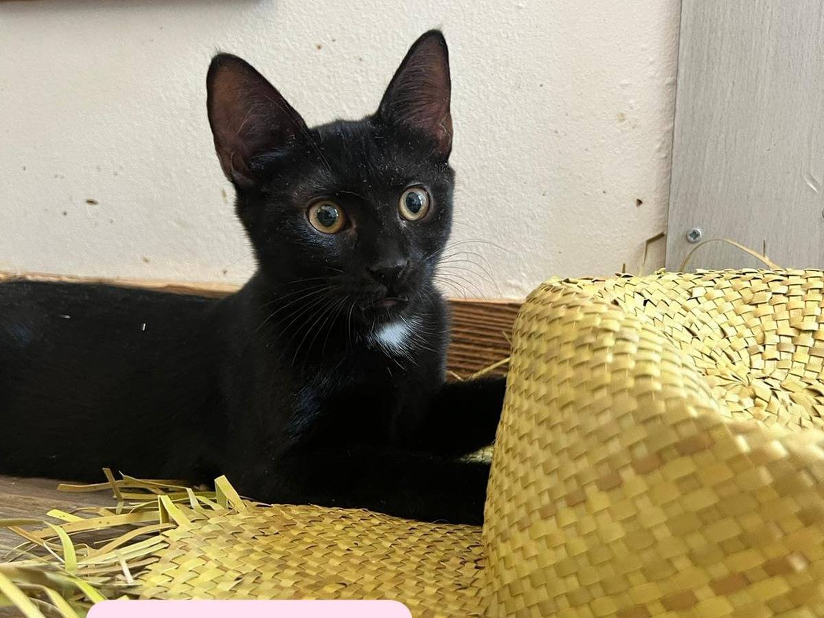 Adozione gatto, femmina, meticcio, 1 anno e 11 mesi, taglia non valida, Bari