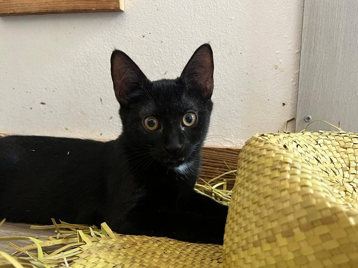 Adotta un gatto, femmina, 1 anno e 11 mesi, Bari