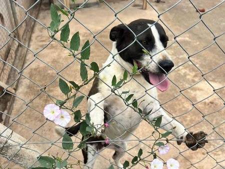 Adozione cane, femmina, meticcio, 6 anni e 8 mesi, taglia media, Bari