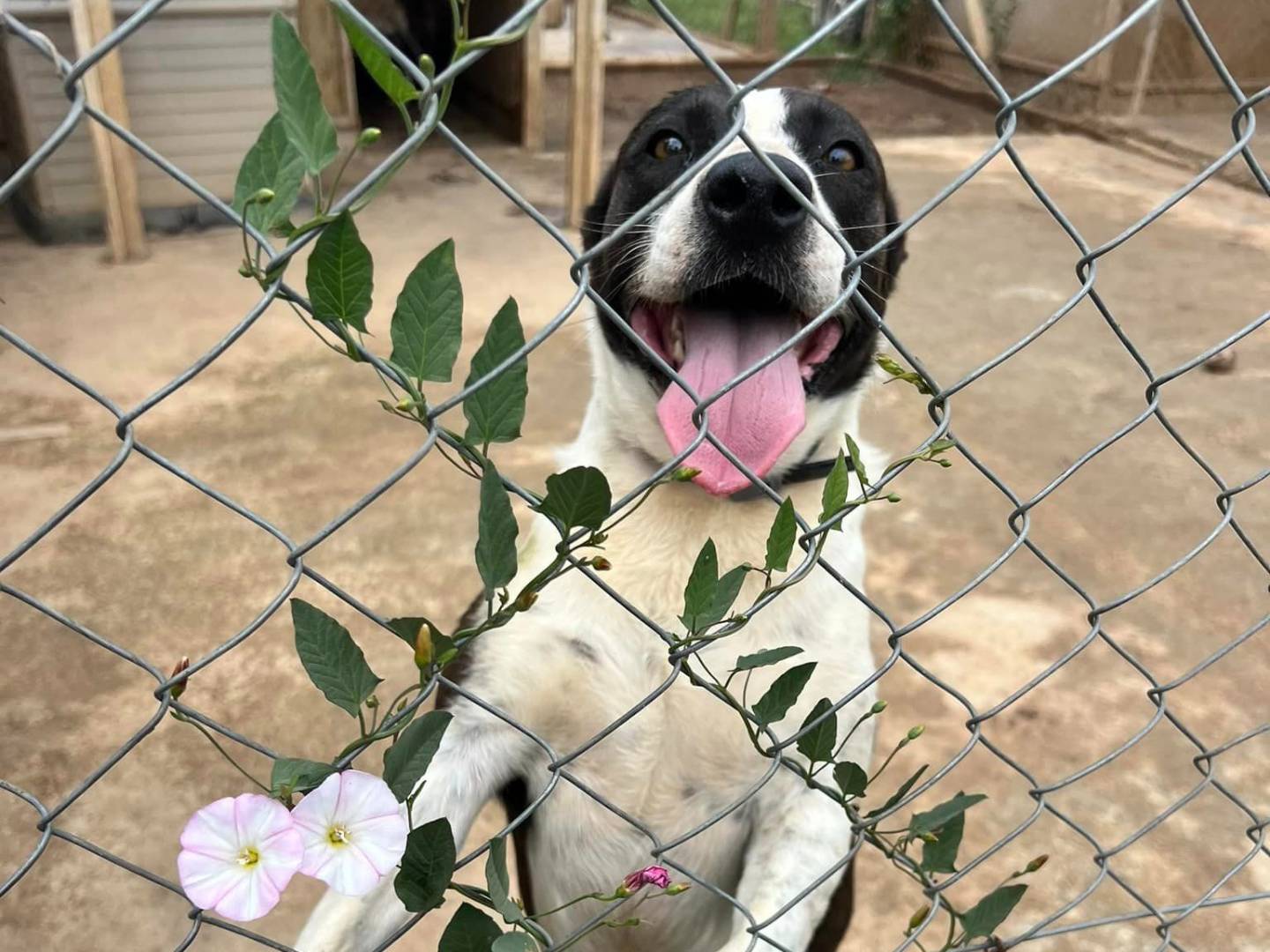 Adotta un cane, femmina, 6 anni e 8 mesi, Bari