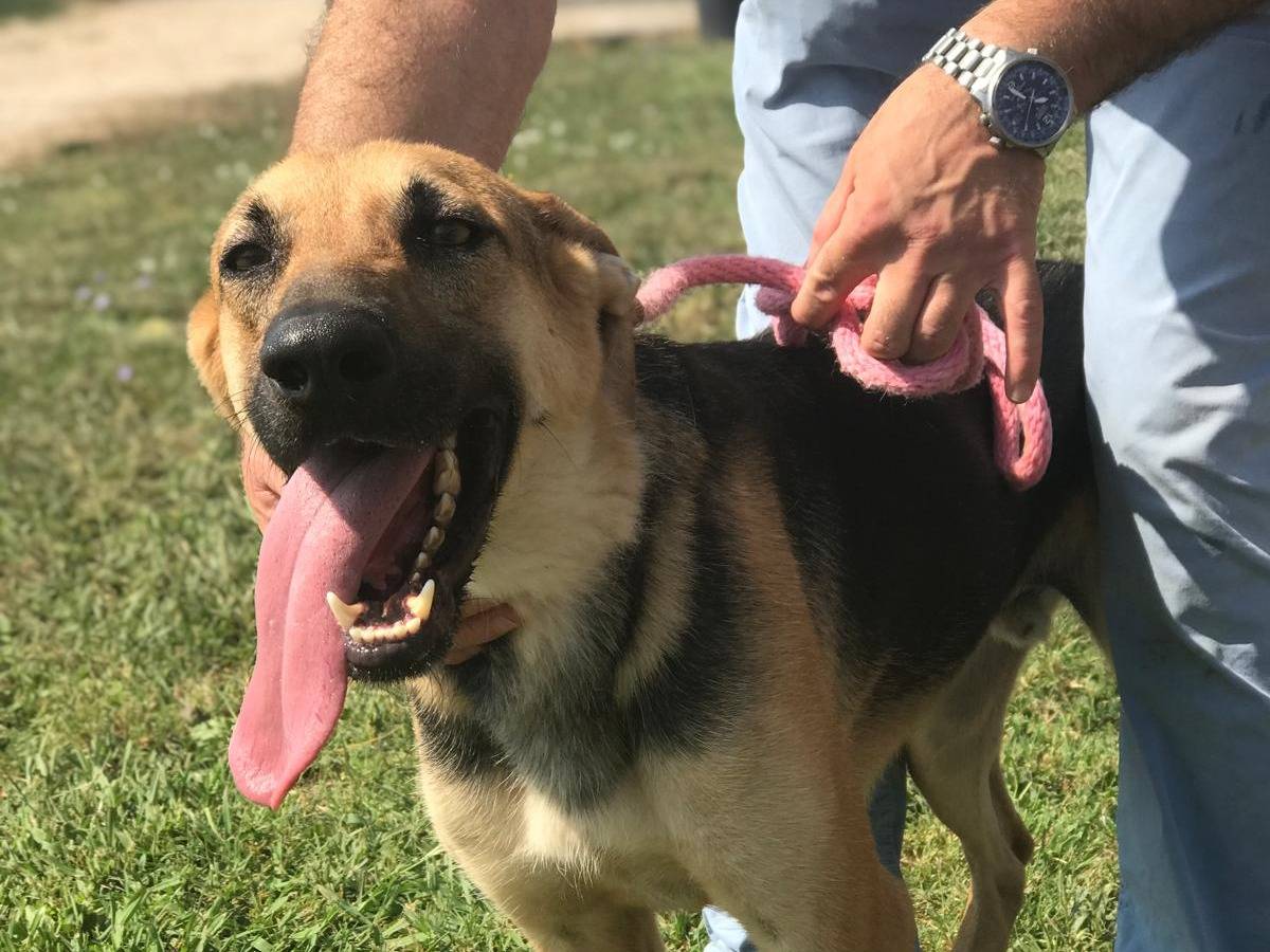 Adotta un cane, taglia media, maschio, Latina