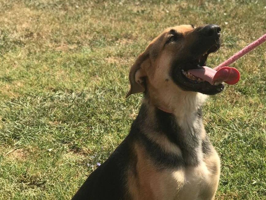 Adotta il cane SEGGHIO a Latina