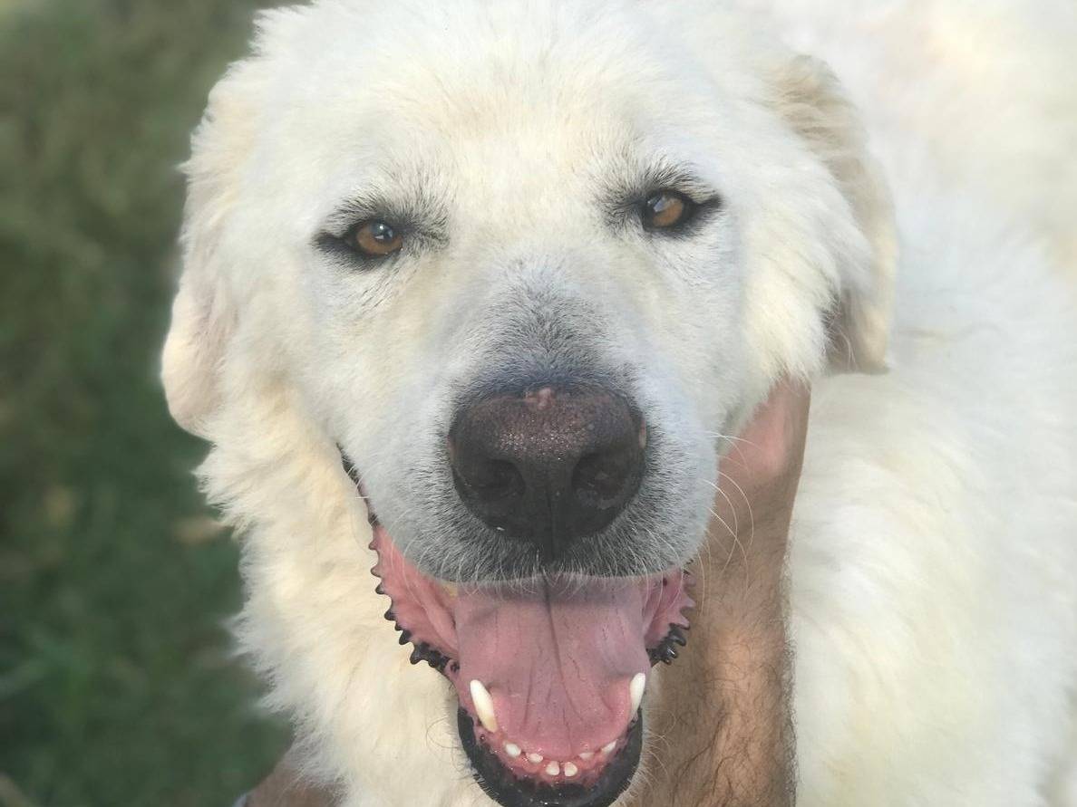 Adozione cane, maschio, Pastore maremmano, 6 anni  e 2 mesi , taglia grande, Latina