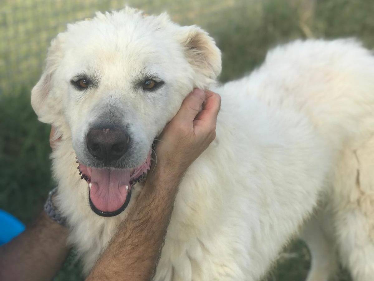Adotta un cane, maschio, 6 anni  e 2 mesi , Latina