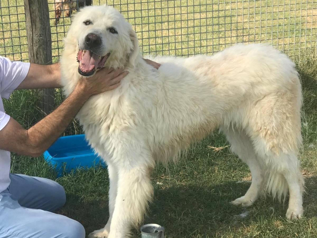 Adotta un cane, taglia grande, maschio, Latina