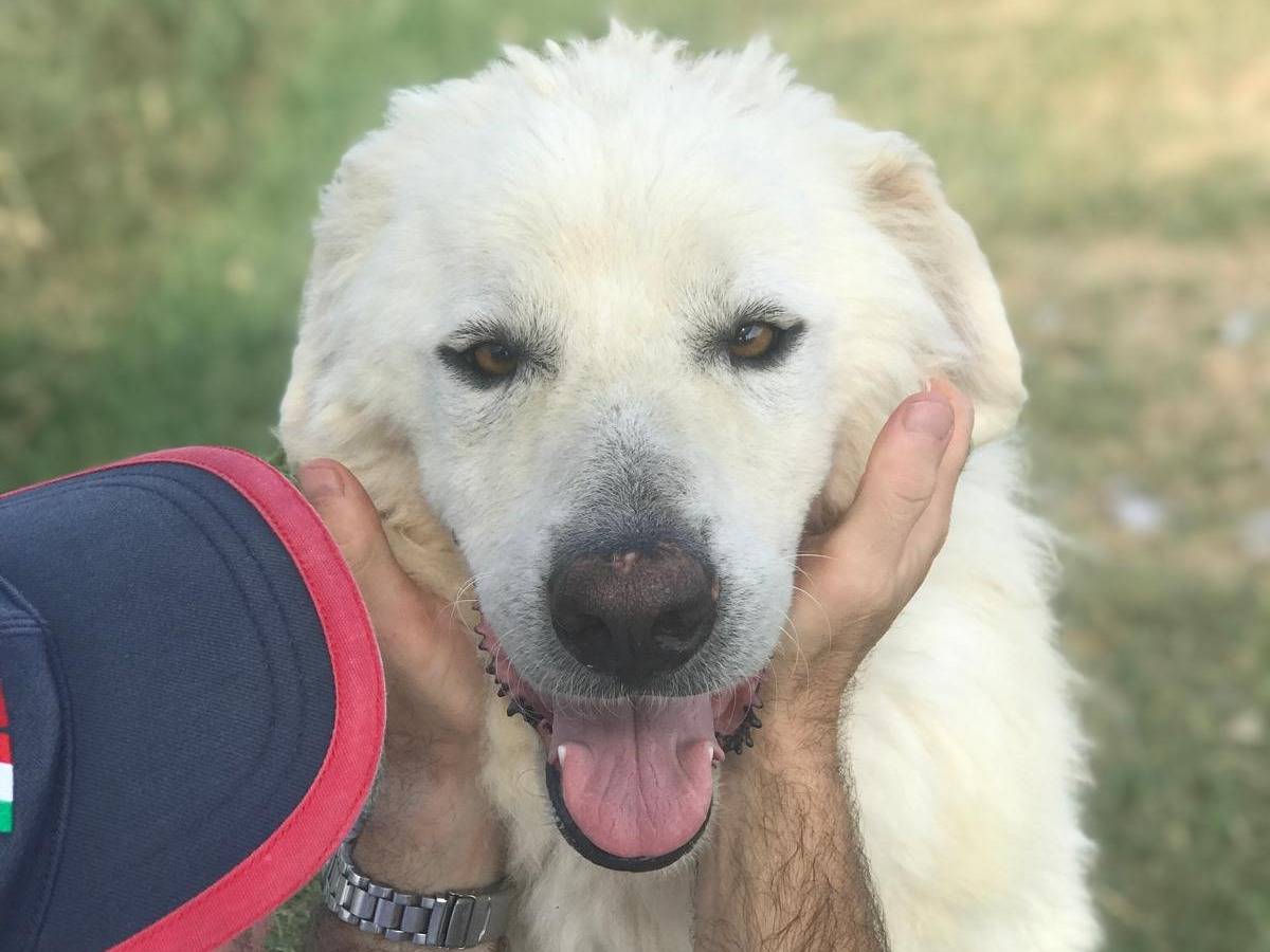 Vuoi adottare un cane a Latina?