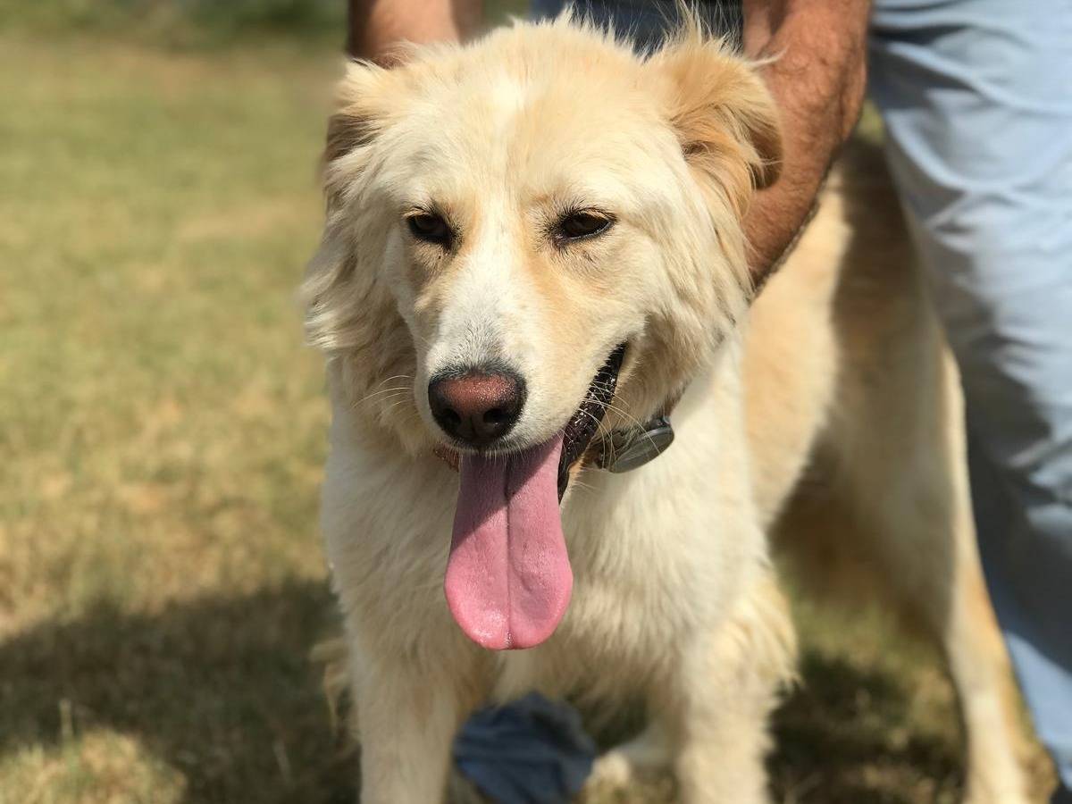 Adotta un cane, taglia grande, femmina, Latina
