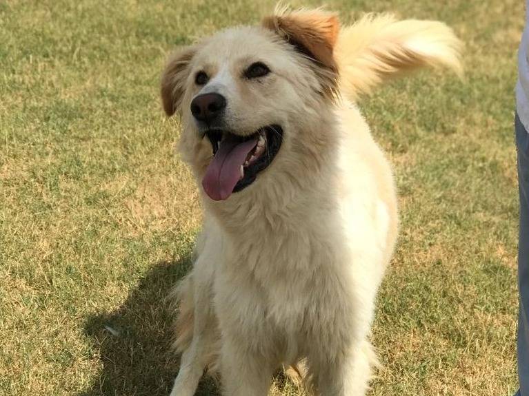 Adotta il cane CONNIE a Latina