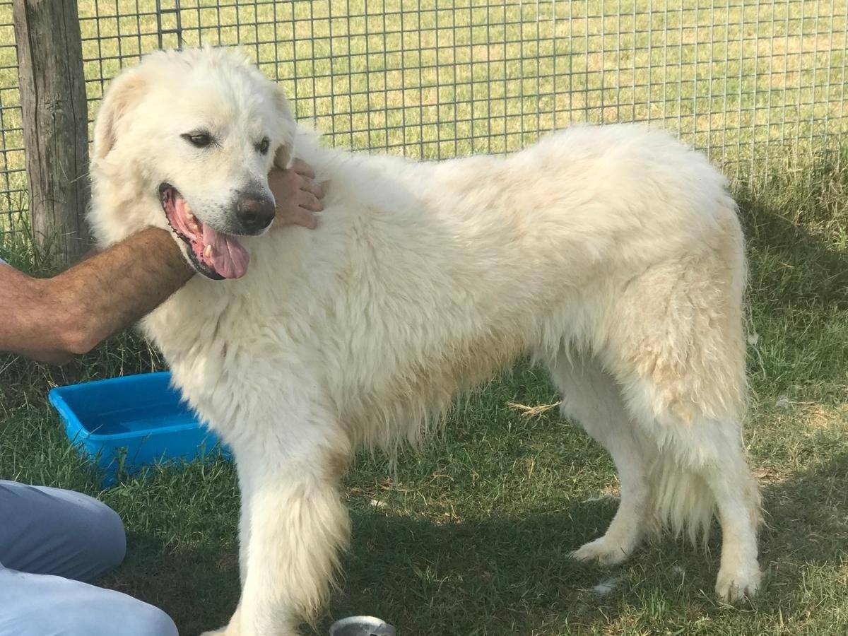 Adotta un cane, maschio, 5 anni  e 11 mesi , Latina