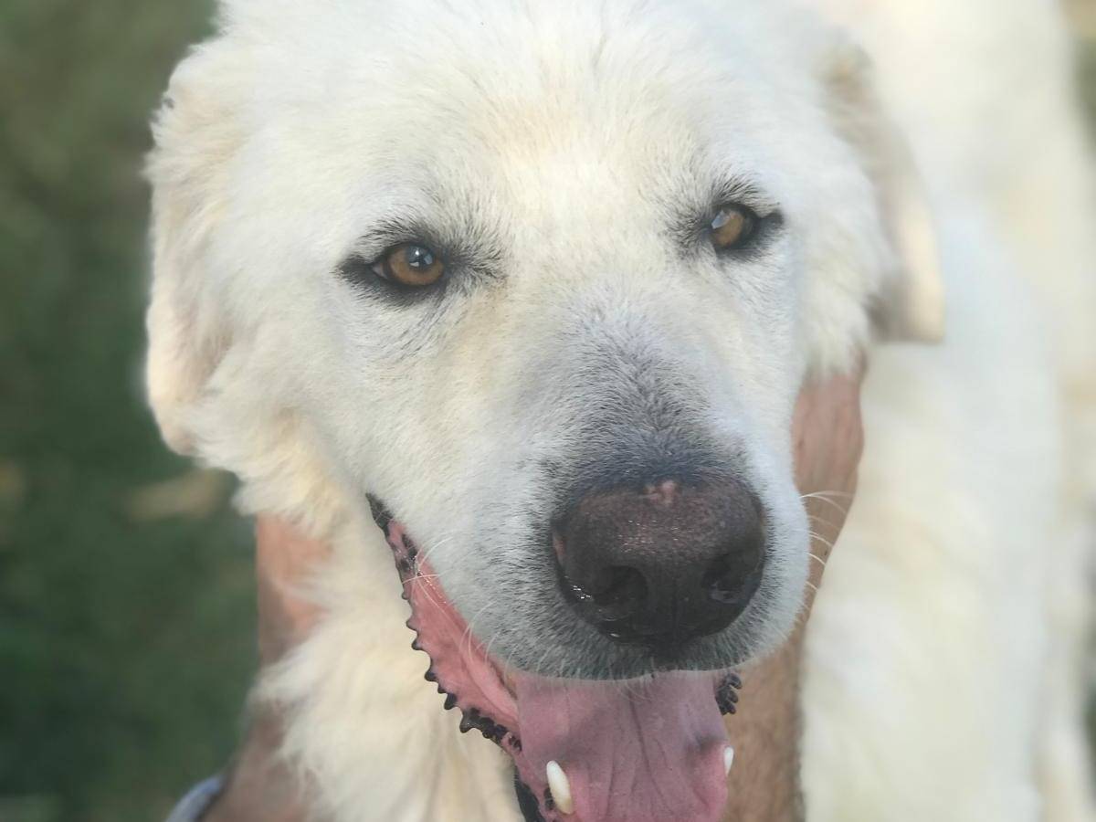 Adotta un cane, taglia grande, maschio, Latina