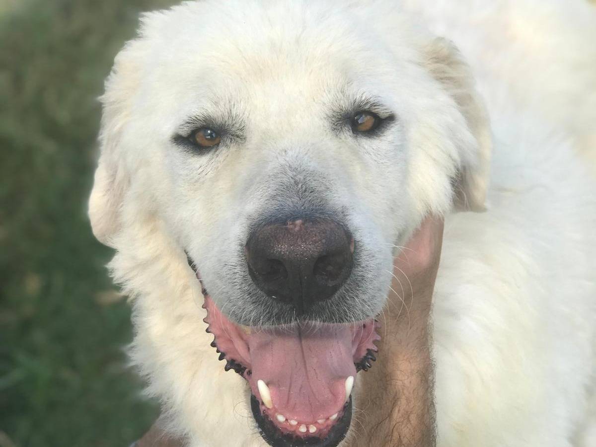 Vuoi adottare un cane a Latina?