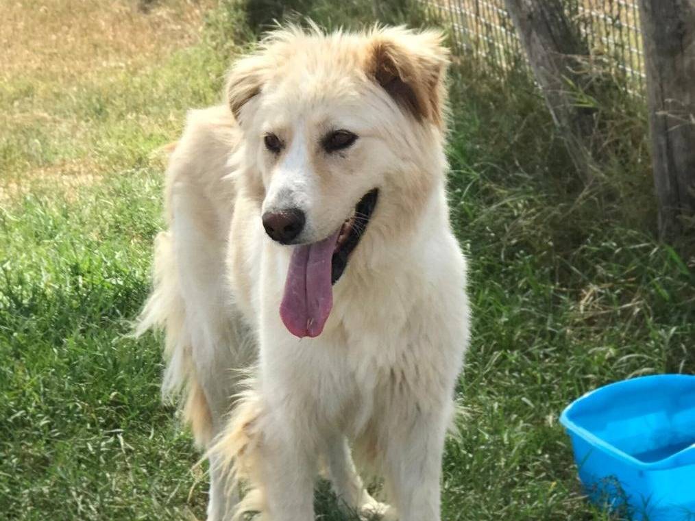 Adotta un cane, femmina, 3 anni  e 5 mesi , Latina
