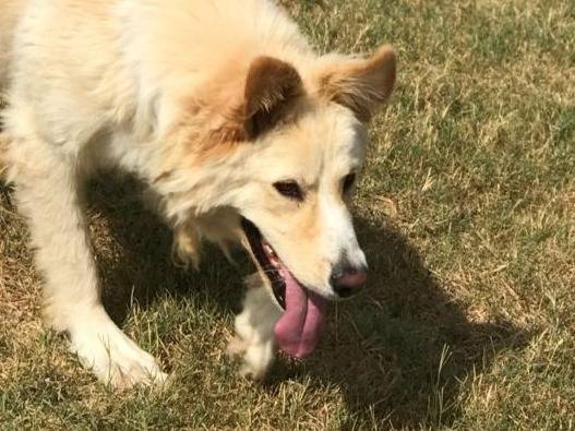 Adotta il cane CONNIE a Latina