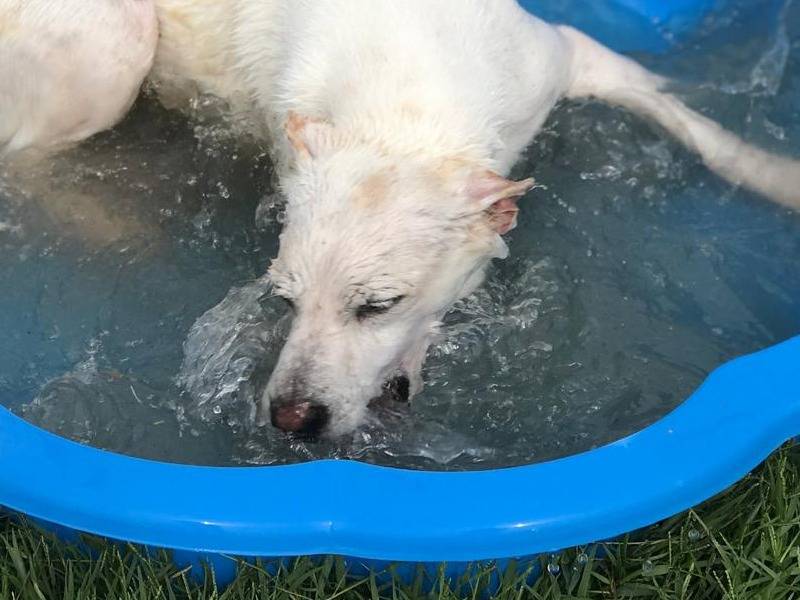 Adotta un cane, femmina, 6 anni  e 2 mesi , Latina
