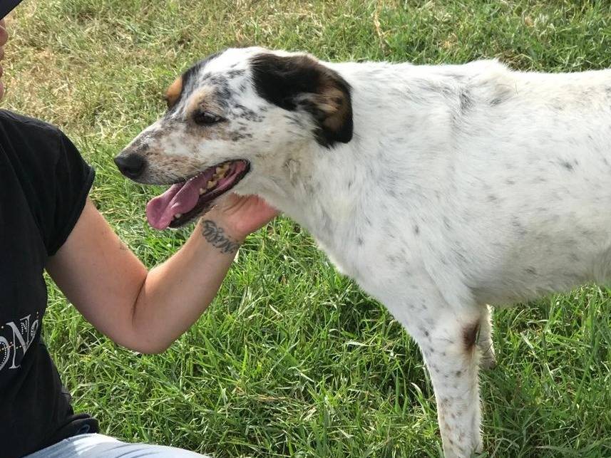 Adotta un cane, maschio, 4 anni e 11 mesi, Latina