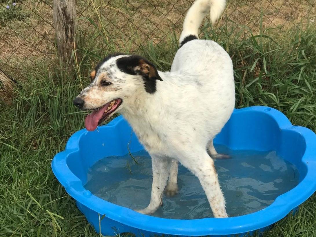 Adotta un cane, taglia media, maschio, Latina