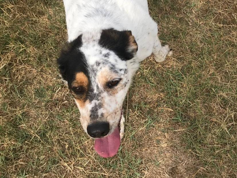 Adotta il cane BRONTO a Latina
