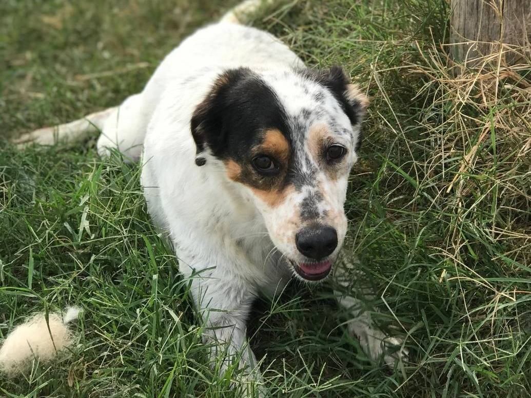 Adotta un cane, maschio, 4 anni  e 9 mesi , Latina